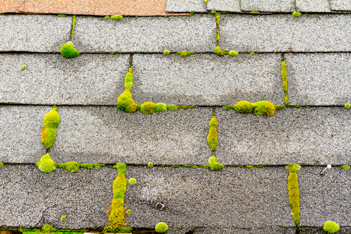 Green moss pictured on roof